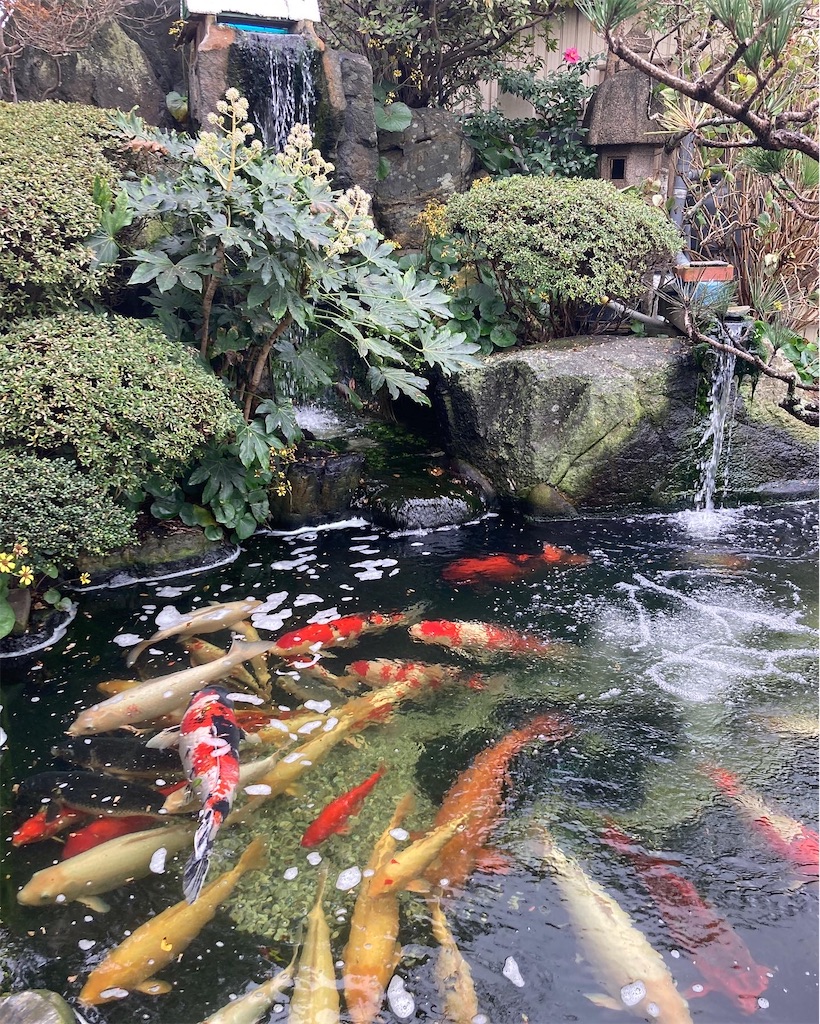 f:id:aohana:20221125213322j:image