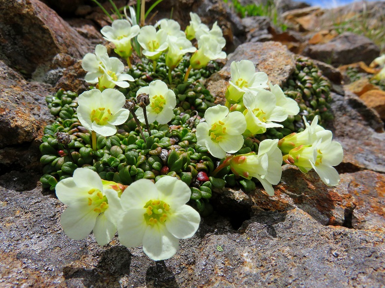 八ヶ岳の高山植物