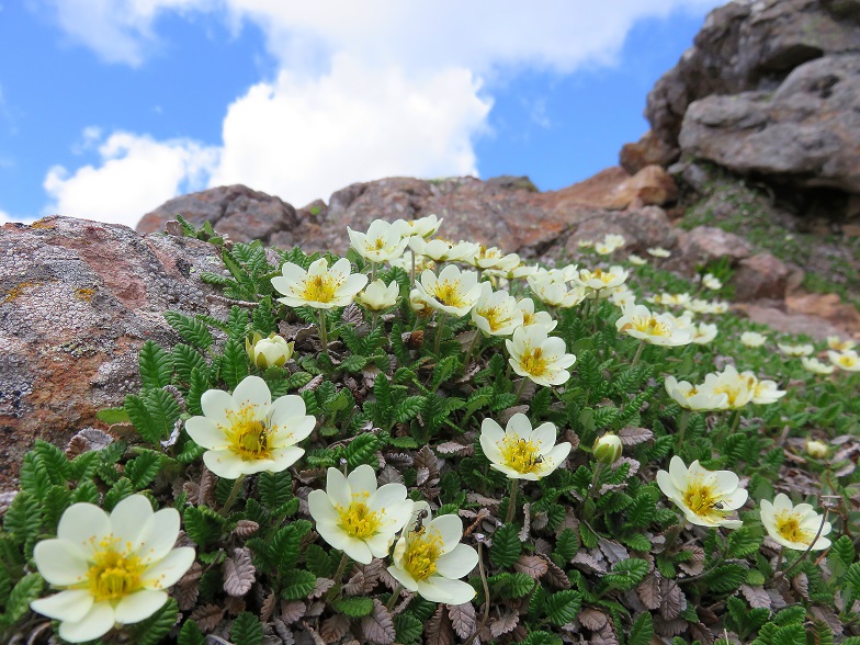 赤岳山頂付近のお花