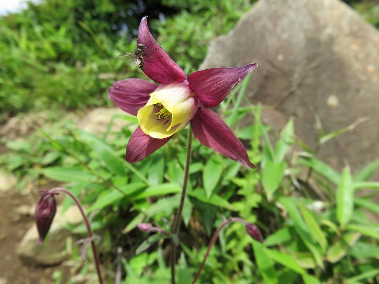 丹沢山お花