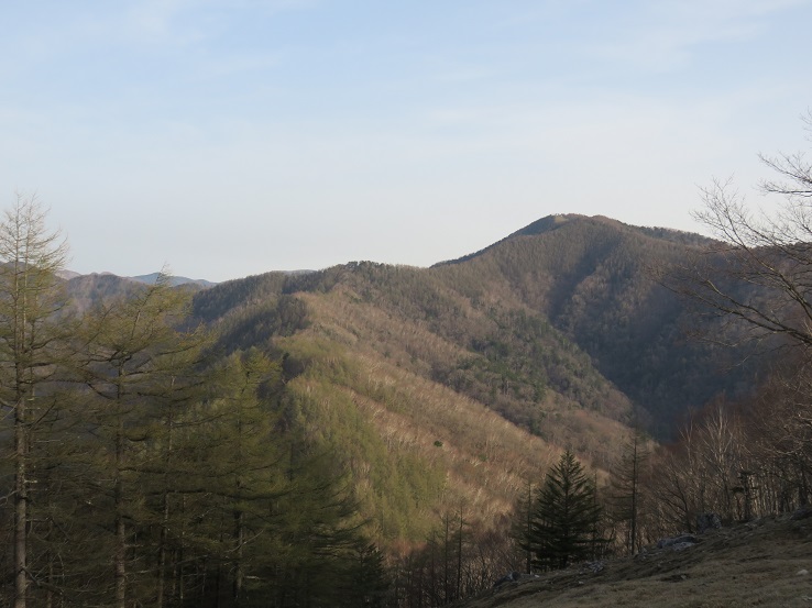 七ツ石山の山頂から雲取山