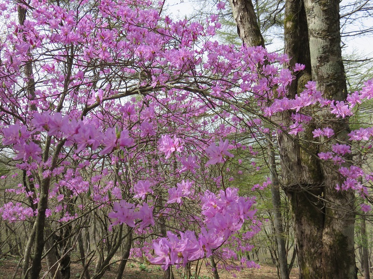 六ツ石山石尾根