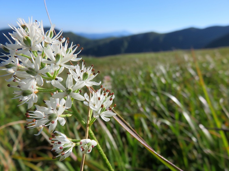 朝日連峰のお花