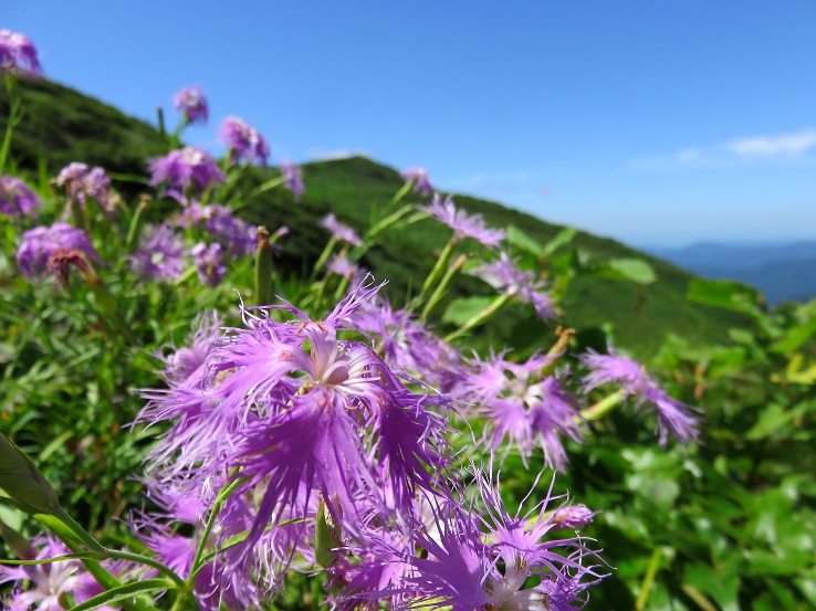 狐穴小屋付近お花