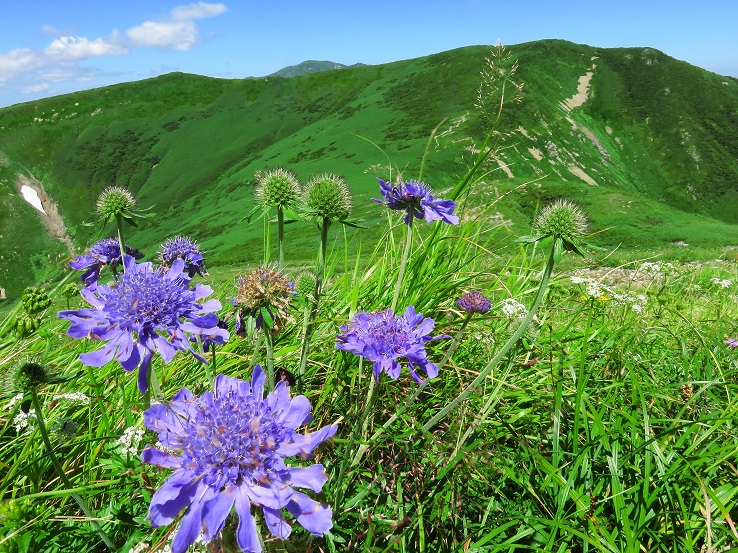 寒江山の山頂お花
