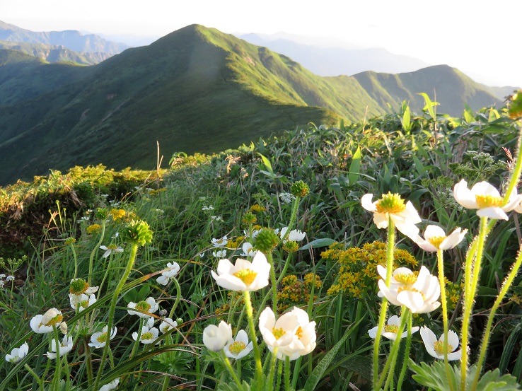 竜門山避難小屋周辺のお花