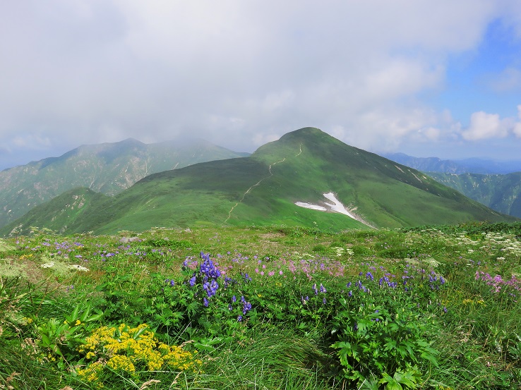 大朝日岳周辺はお花畑