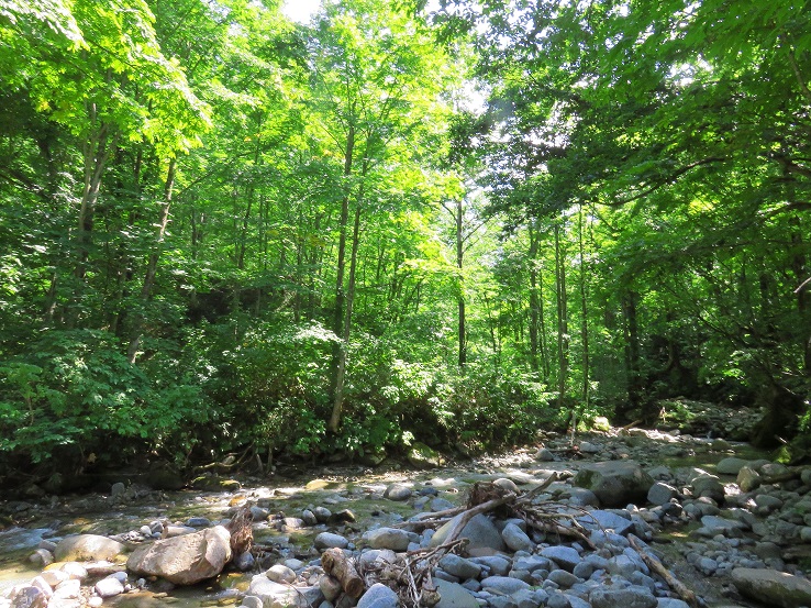 古寺鉱泉樹林帯に突入すると沢