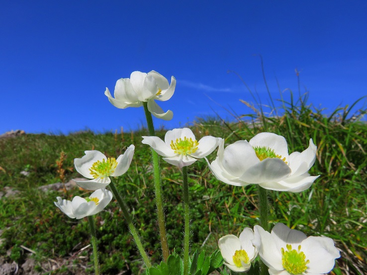 月山お花