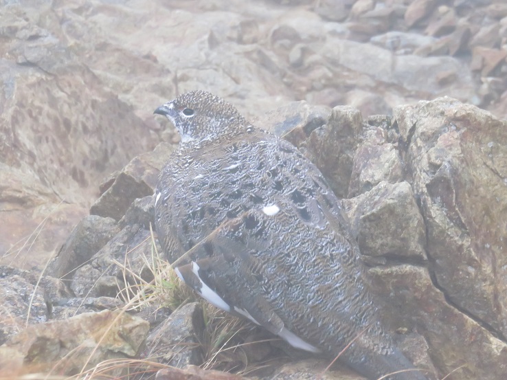 五竜岳方面雷鳥