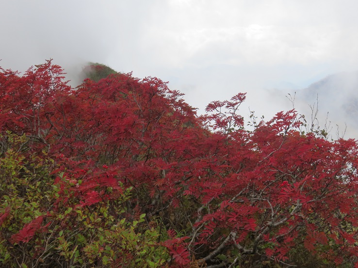 五竜岳紅葉