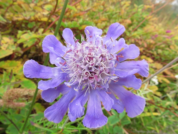 高山植物お花