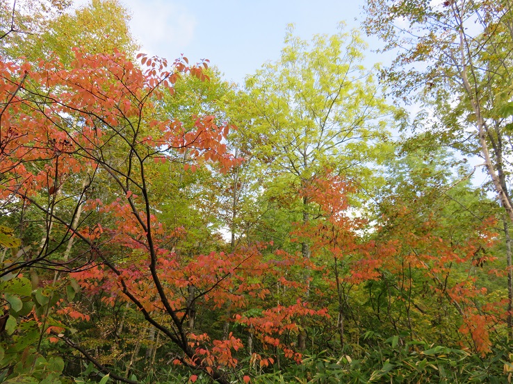 紅葉のトンネル