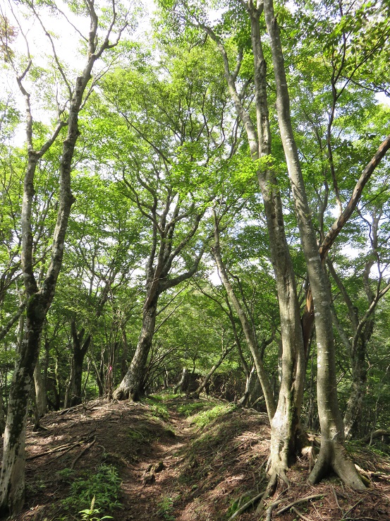 ヤマビル巣くう丹沢登山