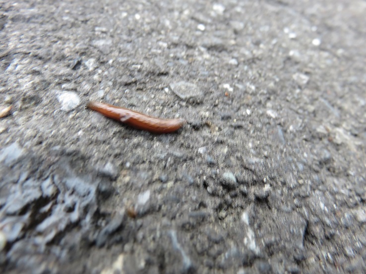 ヤマビルがの靴の中やズボン