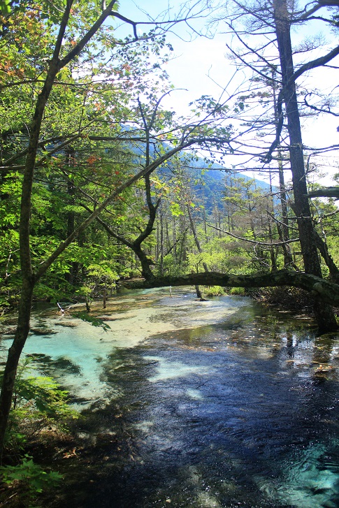 上高地水辺