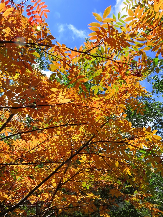 妙高山・火打山周辺の紅葉