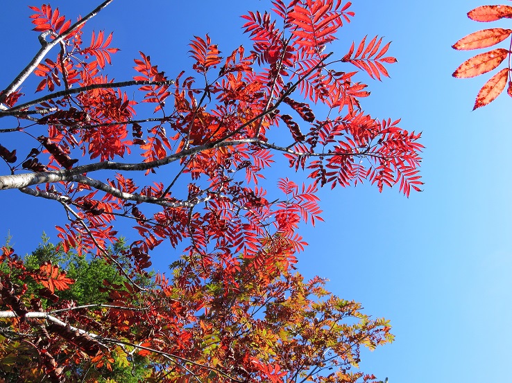 ナナカマドの紅葉