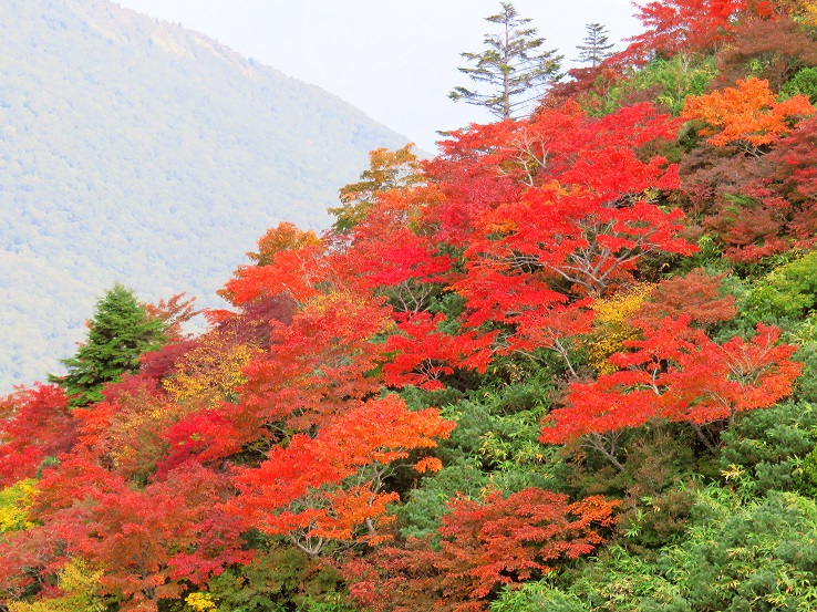 高妻山紅葉