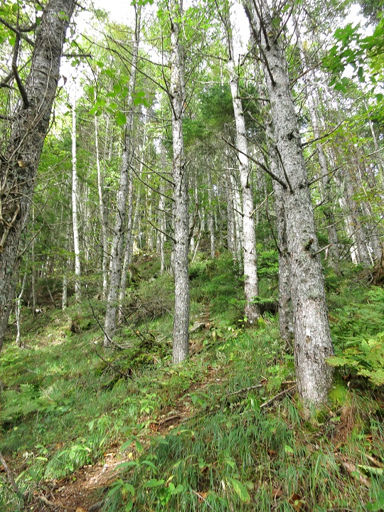 f:id:aohige0718:20161027224352j:plain 笊ヶ岳登山道の踏み跡