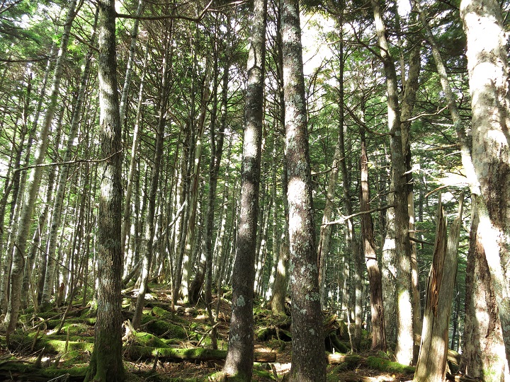 f:id:aohige0718:20161027224404j:plain 桧横手山山頂周辺の様子