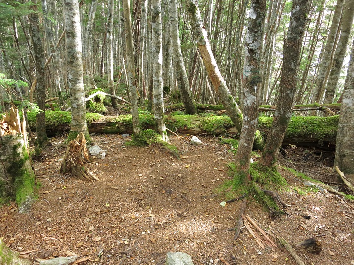 f:id:aohige0718:20161027224429j:plain 桧横手山の山頂付近のビバークポイント