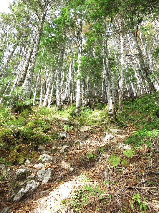 f:id:aohige0718:20161027224500j:plain 檜横手山から布引山急登