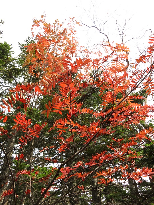 f:id:aohige0718:20161027224719j:plain 布引山周辺は紅葉