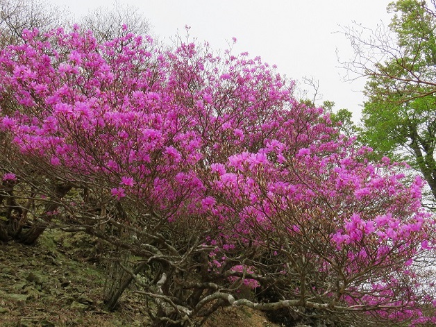 大峯奥駈道縦走ルート上のツツジの花