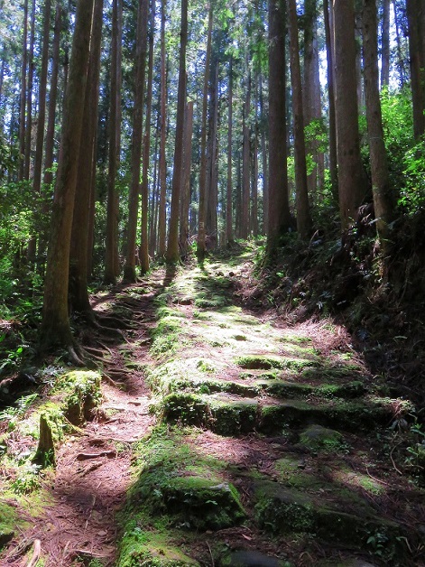 苔むした熊野古道の石畳