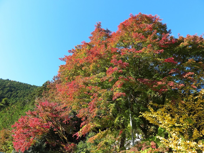 奥多摩の集落の紅葉