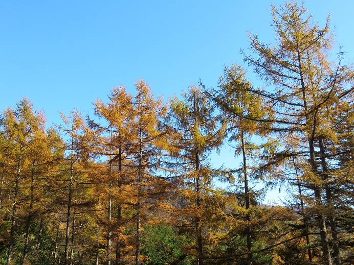 赤指尾根落葉松の紅葉