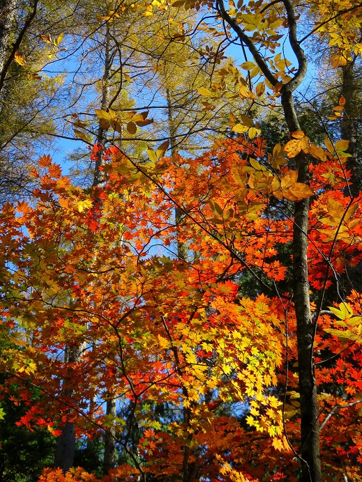 赤指尾根の紅葉