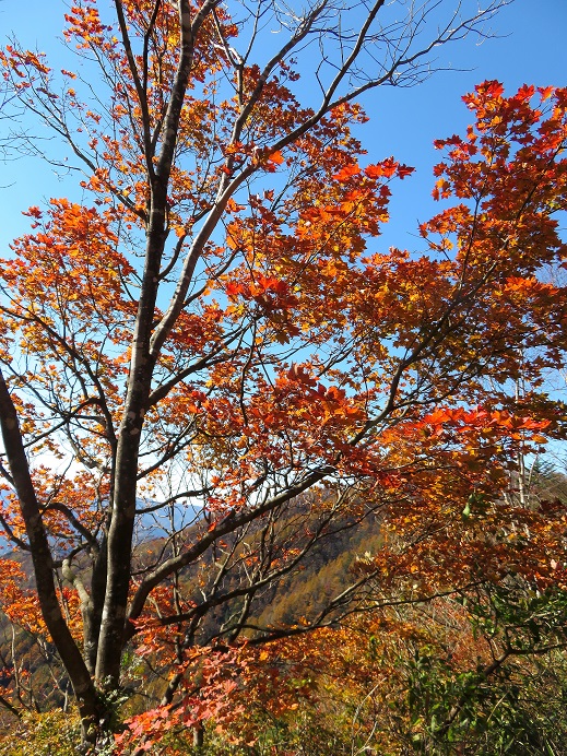 石尾根の紅葉