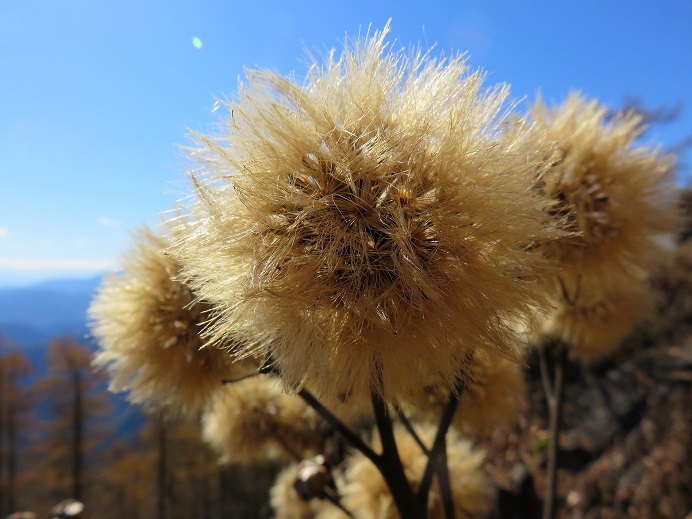 石尾根の草花