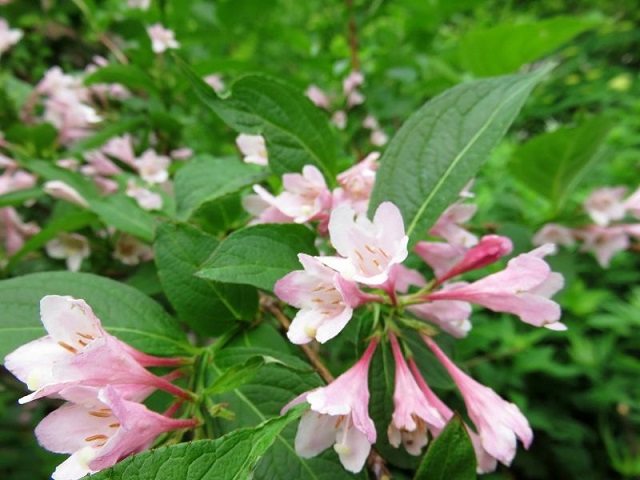 f:id:aohige0718:20161119170919j:plain f:id:aohige0718:20161119170919j:plain