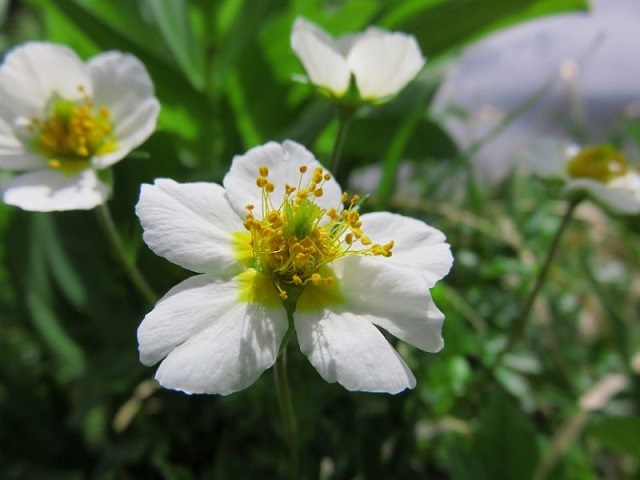 f:id:aohige0718:20161119171122j:plain f:id:aohige0718:20161119171122j:plain