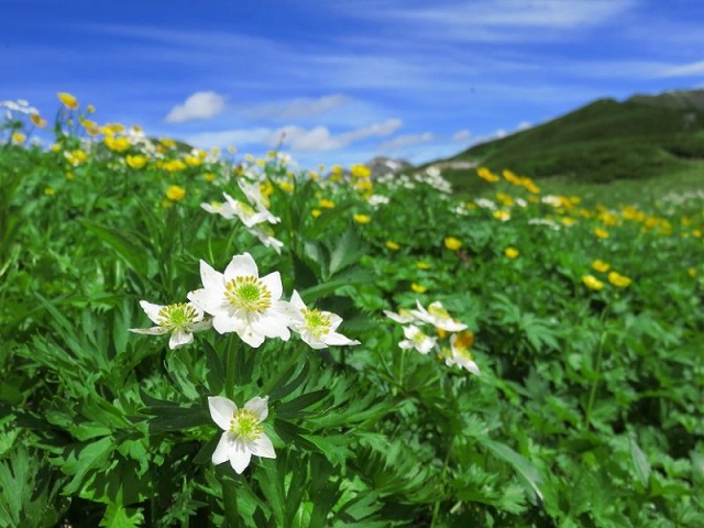 f:id:aohige0718:20161119171337j:plain f:id:aohige0718:20161119171337j:plain