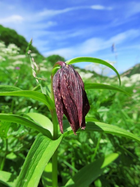 f:id:aohige0718:20161119171419j:plain f:id:aohige0718:20161119171419j:plain