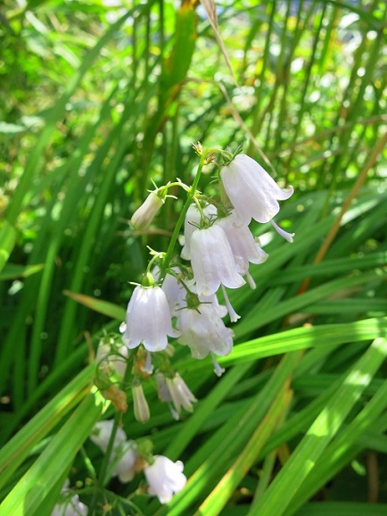 飯豊山お花