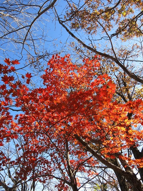 f:id:aohige0718:20161201215237j:plain 榛名山は紅葉の名所