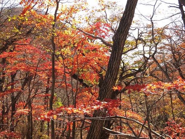 f:id:aohige0718:20161201215250j:plain 紅葉が美しい登山道