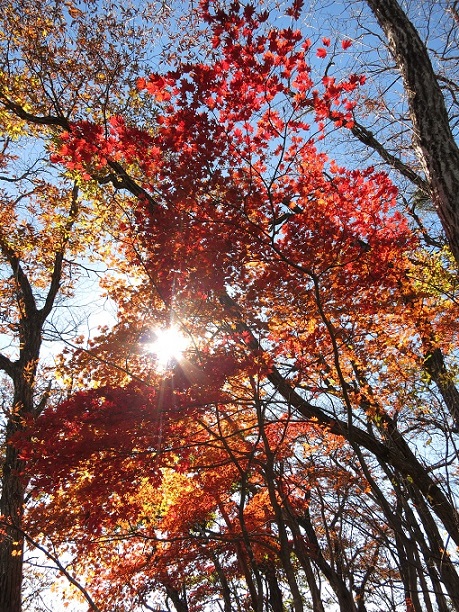 f:id:aohige0718:20161201215305j:plain 榛名山と紅葉の夢のコラボ景色