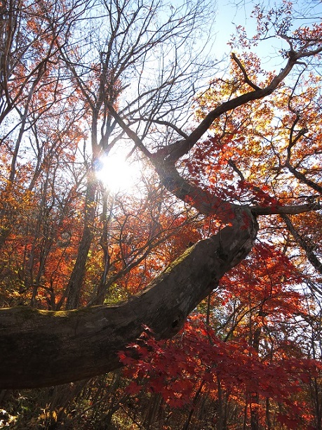 f:id:aohige0718:20161201215347j:plain 天目山まで美しい紅葉のトンネル