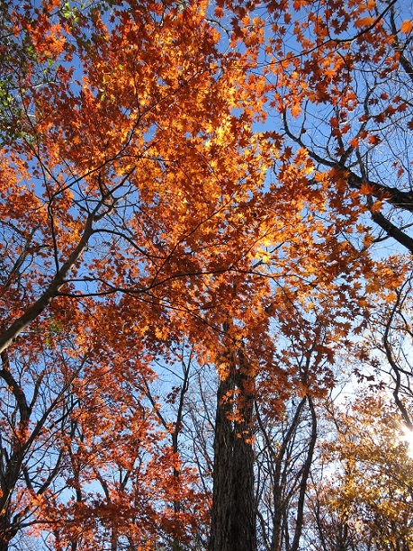 f:id:aohige0718:20161201215518j:plain 天目山の紅葉が美しく真っ赤な景色