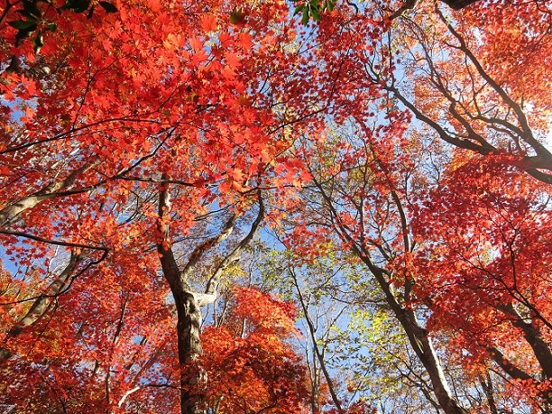 棒ノ木丸の紅葉