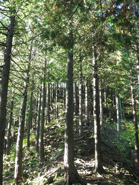 f:id:aohige0718:20161203210933j:plain 棒ノ木丸方面は、踏み跡は薄い