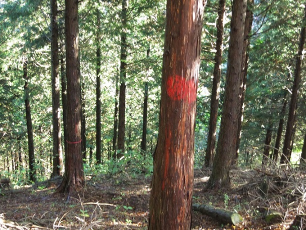 f:id:aohige0718:20161203210943j:plain 棒ノ木丸から造林小屋への降下点