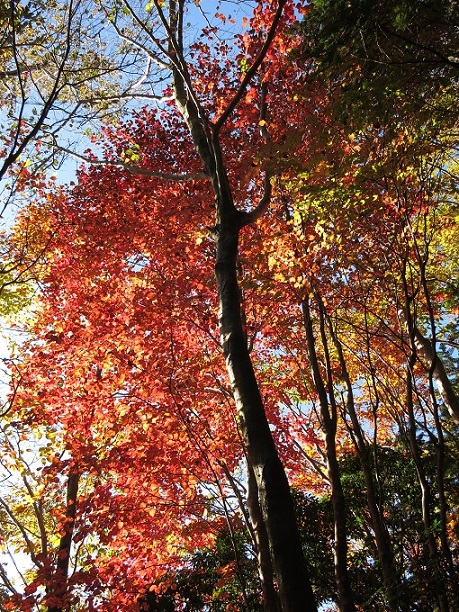 f:id:aohige0718:20161203210957j:plain 棒ノ木丸紅葉