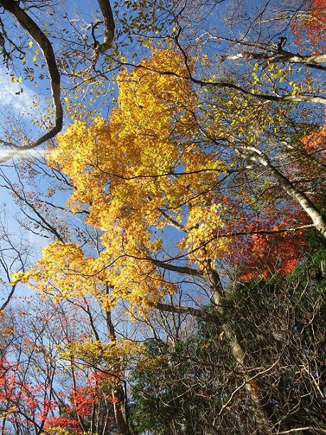 f:id:aohige0718:20161203211035j:plain 棒ノ木丸山頂手前の紅葉